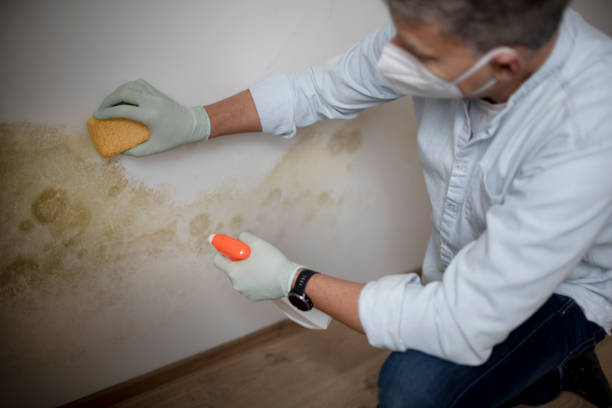 Best Black Mold Removal  in Geneva, FL